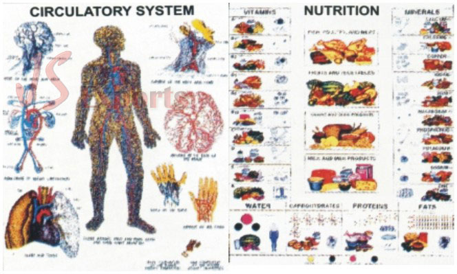 POLYART PLASTIC HUMAN PHYSIOLOGY CHARTS